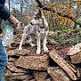 animal, autumn, canine, collar, dog, forest, fur, hand, husky, leaves, nature, outdoor, person, plastic_bag, puppy, rocks, stone_wall, tail, tree, walking