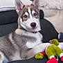 Arry participe au concours pour gagner de l'argent avec cette photo : husky, puppy, dog, pet, couch, plush_toy, indoor, cozy, fur, ears, paw, collar, blanket, pillow, resting, animal, cute, domestic, young, portrait