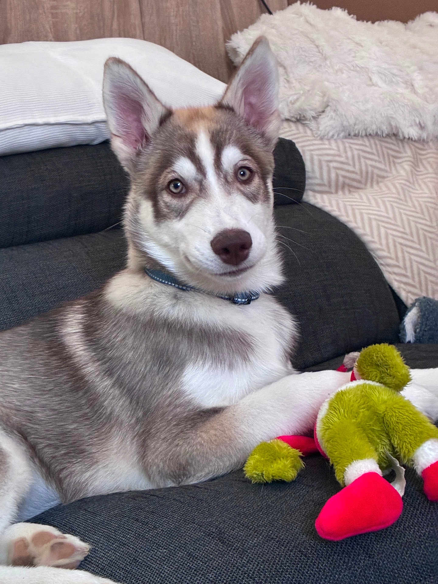 Arry participe au concours pour gagner de l'argent avec cette photo : husky, puppy, dog, pet, couch, plush_toy, indoor, cozy, fur, ears, paw, collar, blanket, pillow, resting, animal, cute, domestic, young, portrait