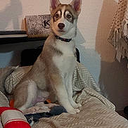 Arry participe au concours pour gagner de l'argent avec cette photo : dog, puppy, husky, bed, blanket, toy, indoor, pet, animal, canine, collar, fur, ears, tail, looking, sitting, cozy, carpet, home, cute