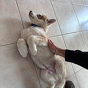 Arry a rejoint le concours — aidez-le/la à gagner de superbes lots ! belly_rub, black_sleeve, bracelet, brown_marks, collar, cute, dog, domestic_animal, floor, footwear, human_hand, indoor, lying_down, pet, playful, puppy, relaxed, tile_floor, white_fur, young_dog