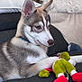 Arry participe au concours pour gagner de l'argent avec cette photo : animal, blanket, collar, couch, dog, ears, fur, fur_pattern, home, husky, indoor, nose, paw, pet, pillow, plush_toy, puppy, relaxed, snout, toy