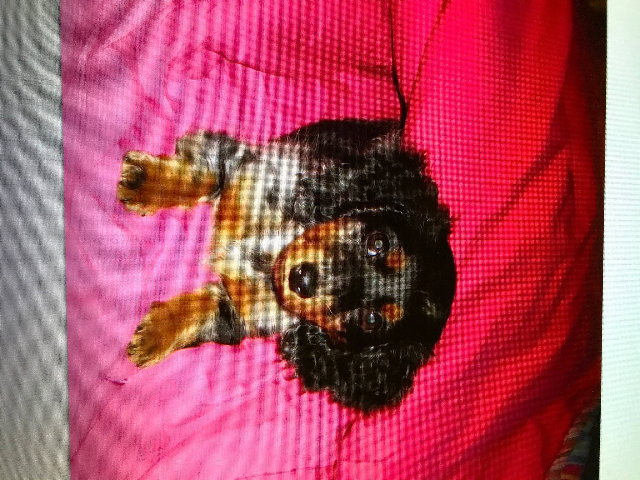 Frankee joined the competition — help win amazing prizes! australian_silky_terrier, canidae, carnivore, cavapoo, cockapoo, dog, dog_breed, morkie, poodle_crossbreed, puppy, schnoodle, small_terrier, sporting_group, sporting_lucas_terrier, terrier, toy_dog, welsh_terrier, yorkipoo, yorkshire_terrier