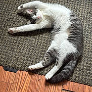 Jasper joined the competition — help win amazing prizes! animal, carpet, cat, cozy, ear, fur, gray, indoor, nose, paw, pet, relaxed, rug, sleepy, stretching, striped, tail, whiskers, white, wood_floor