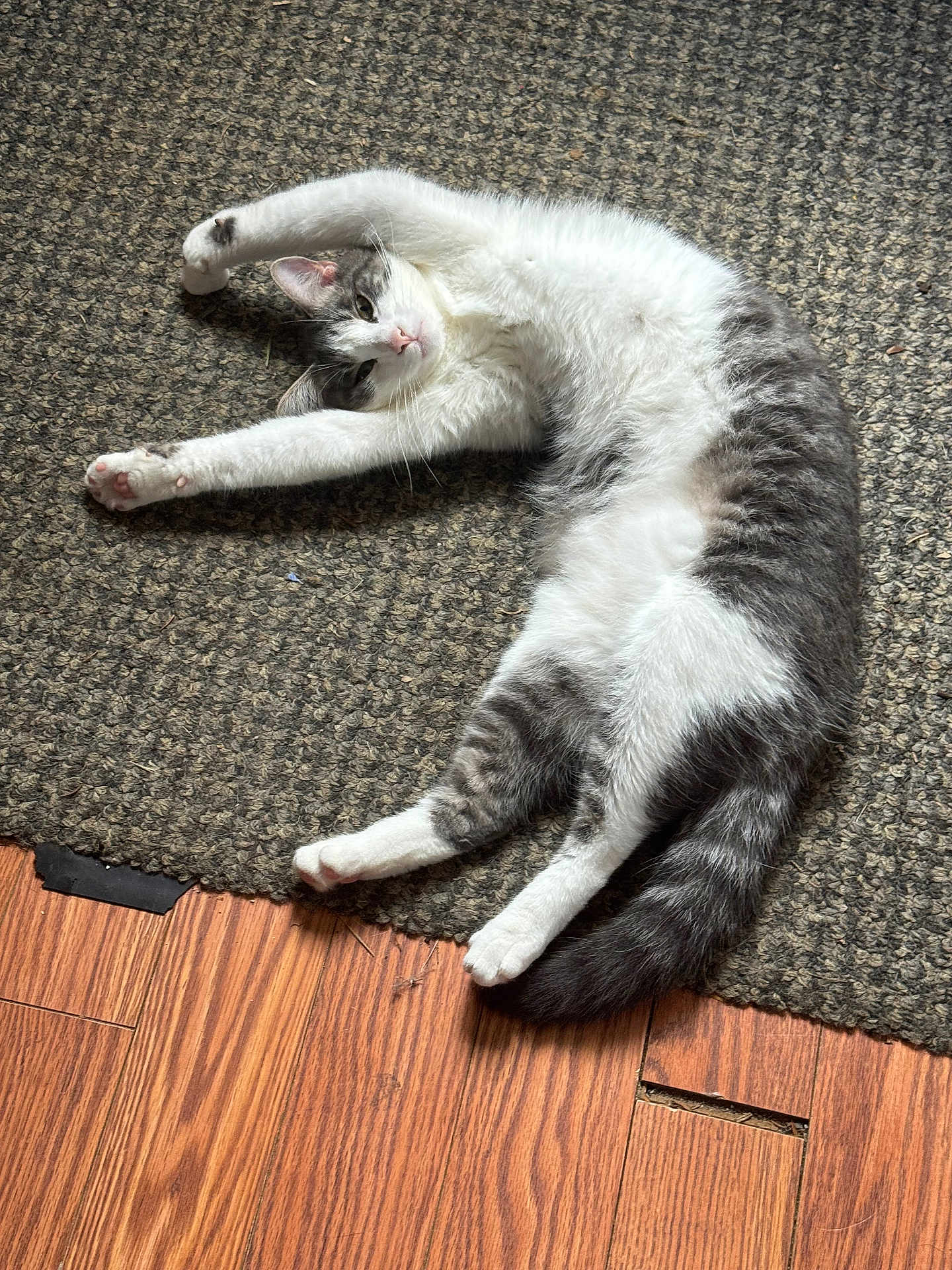 Jasper