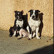 Sky a rejoint le concours — aidez-le/la à gagner de superbes lots ! dog, dogs, black_and_white, sitting, sunlight, shadow, wall, texture, outdoor, pets, animal, canine, two_animals, companion, daylight, pavement, pair, relaxing, portrait, sunny