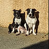 dog, dogs, black_and_white, sitting, sunlight, shadow, wall, texture, outdoor, pets, animal, canine, two_animals, companion, daylight, pavement, pair, relaxing, portrait, sunny