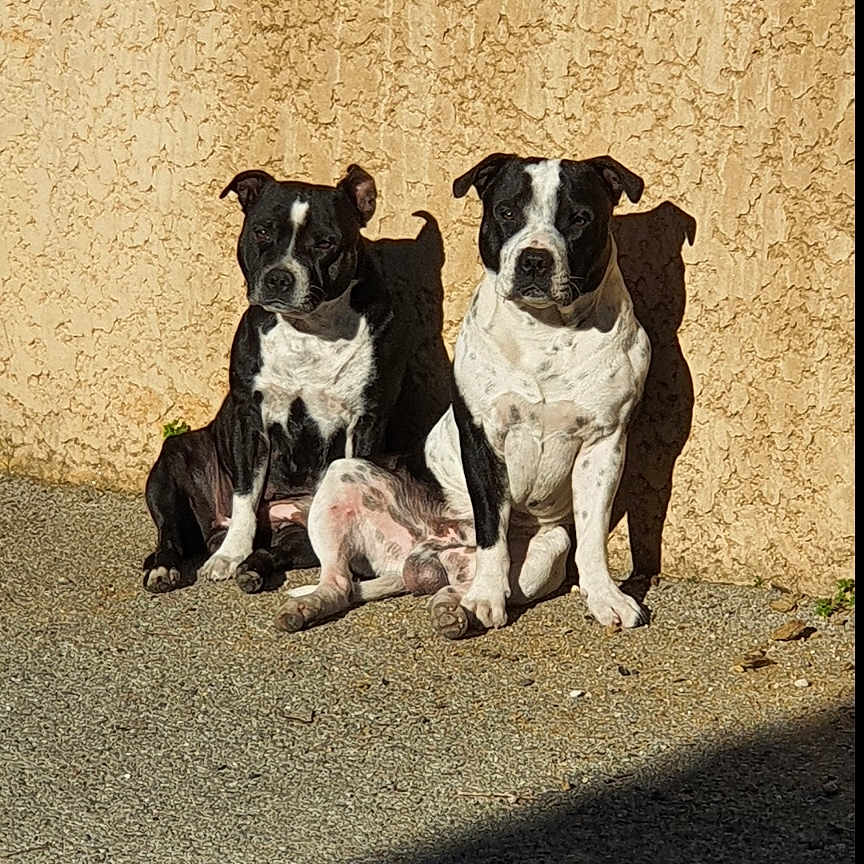 Sky a rejoint le concours — aidez-le/la à gagner de superbes lots ! dog, dogs, black_and_white, sitting, sunlight, shadow, wall, texture, outdoor, pets, animal, canine, two_animals, companion, daylight, pavement, pair, relaxing, portrait, sunny