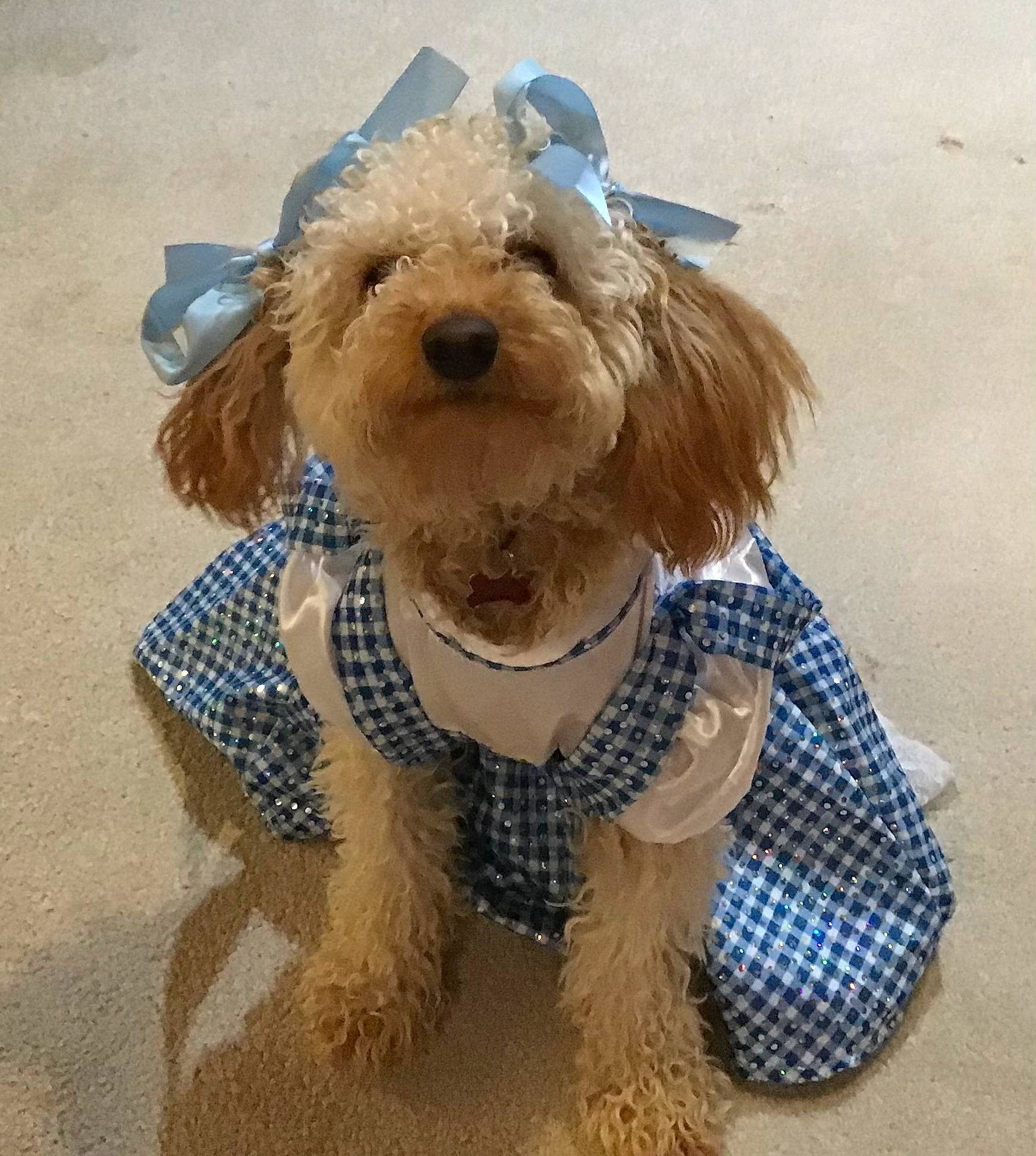 Mila Rose is registered to the contest to win money with this photo: bow_tie, carnivore, collar, companion_dog, dog, dog_breed, dog_clothes, dog_collar, dog_supply, fawn, fur, leash, liver, pet_supply, snout, stuffed_toy, terrier, toy, toy_dog, working_animal
