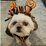 Bailey joined the competition — help win amazing prizes! dog, shih_tzu, small_dog, pet, halloween, pumpkin, costume, headpiece, festive, orange, black, white_fur, fluffy, face, eyes, portrait, indoor, floor, sitting, cute