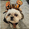 dog, shih_tzu, small_dog, pet, halloween, pumpkin, costume, headpiece, festive, orange, black, white_fur, fluffy, face, eyes, portrait, indoor, floor, sitting, cute