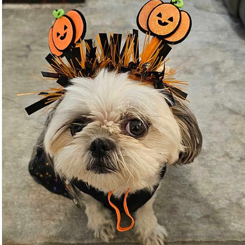 Bailey