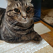Thomas Edward is registered to the contest to win money with this photo: black, brown, cat, closeup, cozy, domestic_animal, eyes, face, feline, fur, home, indoor, patterned, paws, pet, resting, striped, tabby, tablecloth, whiskers