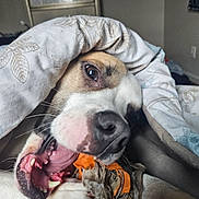 Xylo is registered to the contest to win money with this photo: animal, bedroom, blanket, chewing, closeup, cozy, cute, dog, fabric, fur, indoor, mouth, pet, pink_tongue, playful, relaxed, snout, teeth, toy, whiskers