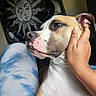 Xylo is registered to the contest to win money with this photo: animal, brown, calm, close_up, decor, dog, expression, face, fur, gentle, hand, human, indoor, moon, nails, pet, portrait, sun, tapestry, white
