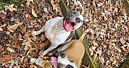 Xylo is registered to the contest to win money with this photo: animal, autumn, brown, canine, collar, dog, dogs, forest_floor, ground, happy, leaves, moss, nature, outdoor, pets, playful, tongue_out, trees, white, wood