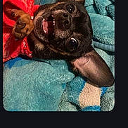 Chico joined the competition — help win amazing prizes! dog, chihuahua, pet, blanket, red_sweater, cute, small_dog, fur, ears, mouth_open, eyes, indoors, cozy, animal, canine, snout, paw, texture, colorful, resting