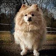 Vanille a rejoint le concours — aidez-le/la à gagner de superbes lots ! dog, pomeranian, fluffy, fur, pet, animal, portrait, outdoors, trees, grass, cute, standing, face, eyes, nose, paws, leash, shallow_depth_of_field, cream_color, centered