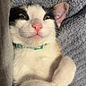 cat, calico, pet, animal, close_up, pink_nose, whiskers, relaxed, lying_down, cozy, blanket, fur, cute, domestic_cat, indoor, sleepy, paw, face, ear
