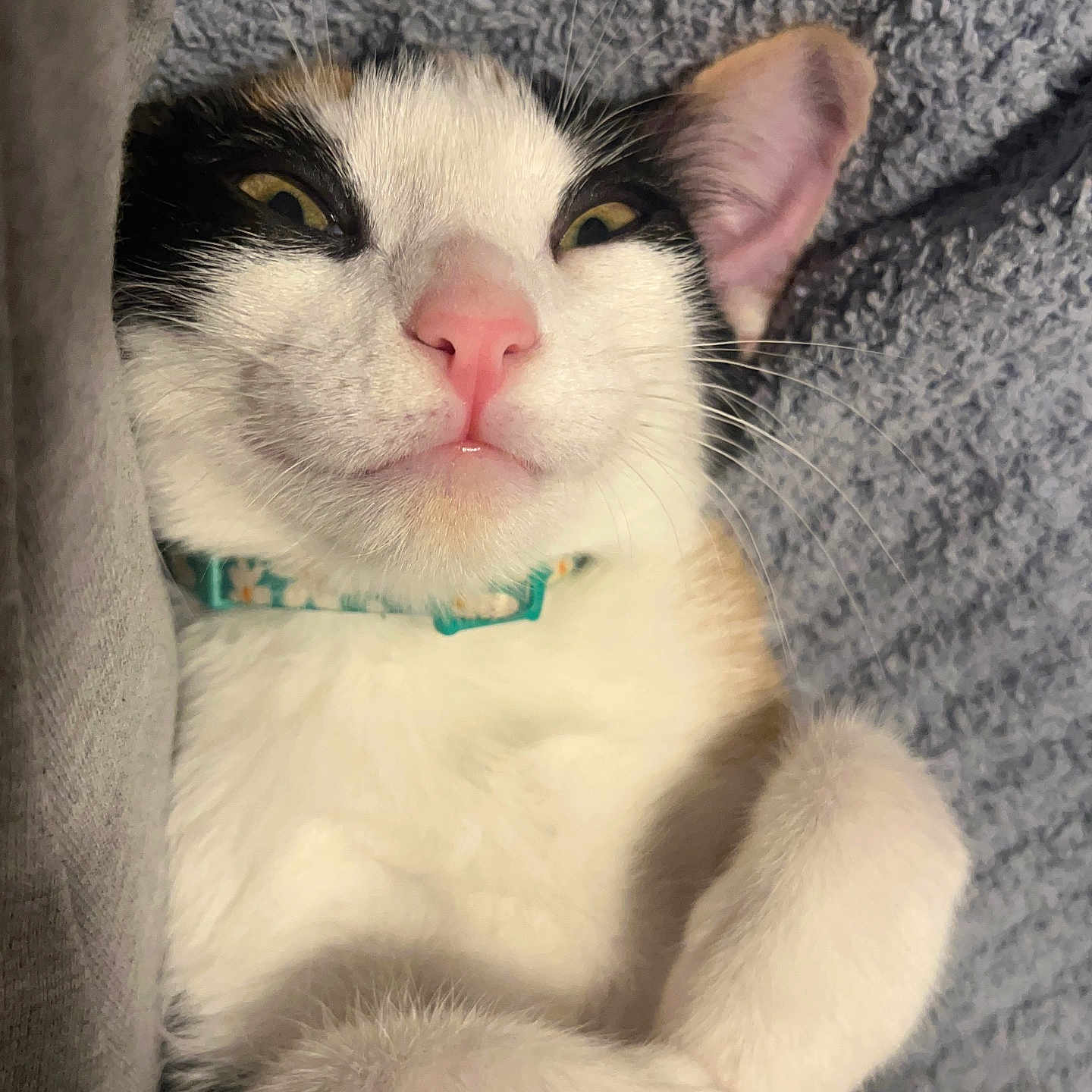 Lucy Goosey is registered to the contest to win money with this photo: cat, calico, pet, animal, close_up, pink_nose, whiskers, relaxed, lying_down, cozy, blanket, fur, cute, domestic_cat, indoor, sleepy, paw, face, ear