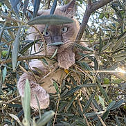 Yuki a rejoint le concours — aidez-le/la à gagner de superbes lots ! cat, animal, blue_eyes, paw, olive_tree, branches, leaves, outdoor, sunlight, nature, curious, feline, pet, closeup, wildlife, mammal, tree, daylight, fur, whiskers