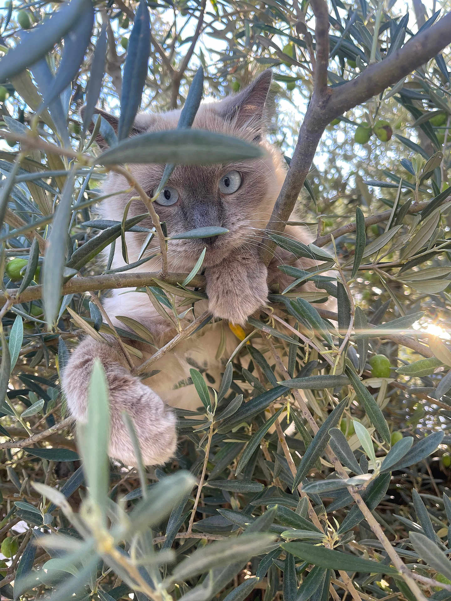 Yuki a rejoint le concours — aidez-le/la à gagner de superbes lots ! cat, animal, blue_eyes, paw, olive_tree, branches, leaves, outdoor, sunlight, nature, curious, feline, pet, closeup, wildlife, mammal, tree, daylight, fur, whiskers