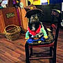 dog, costume, cowboy_hat, chair, indoor, wood_floor, basket, kitchen, pet, clothing, sheriff, decor, furniture, black_dog, small_dog, animal, domestic_animal, cute, seated, home