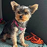 animal, blanket, couch, cute, dog, furniture, handwritten_text, harness, indoor, leash, orange_leash, pet, pink_harness, portrait, puppy, small_dog, standing, text_overlay, upright_ears, yorkshire_terrier