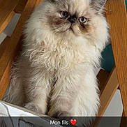 Bounty participe au concours pour gagner de l'argent avec cette photo : cat, persian_cat, fluffy, long_hair, blue_eyes, pet, animal, sitting, chair, wooden_furniture, indoors, portrait, close_up, white_fur, cream_fur, grumpy_expression, whiskers, ears, text_overlay, heart_emoji