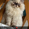 cat, persian_cat, fluffy, long_hair, blue_eyes, pet, animal, sitting, chair, wooden_furniture, indoors, portrait, close_up, white_fur, cream_fur, grumpy_expression, whiskers, ears, text_overlay, heart_emoji