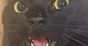 Gribouille a rejoint le concours — aidez-le/la à gagner de superbes lots ! black_cat, cat, pet, wide_eyes, open_mouth, whiskers, fur, hand, cup, wooden_surface, indoor, close_up, surprised, animal, domestic_cat, yellow_eyes, feline, cute, expression, household