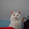 cat, white_cat, fluffy, indoor, pet, animal, fur, ears, face, looking, bag, colorful, clutter, wall, blue_wall, ceiling, household, domestic, cute, feline
