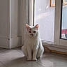 cat, white_cat, indoor, floor, tiled_floor, door, glass_door, pet, animal, sitting, looking, fur, calm, quiet, light, shadow, home, window, reflection, clean