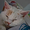cat, white_cat, orange_patches, sleepy, pet, animal, close_up, fur, whiskers, indoor, resting, cute, mammal, paw, face, pink_nose, ears, soft, cozy, relaxed