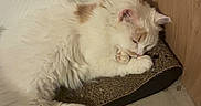 Apricotte participe au concours pour gagner de l'argent avec cette photo : cat, sleeping, fluffy, white, light_brown, scratch_pad, corner, floor, indoor, pet, feline, relaxed, paw, tail, wooden_panel, wall, quiet, cozy, calm, resting