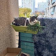 Elio a rejoint le concours — aidez-le/la à gagner de superbes lots ! cat, plant, balcony, urban, apartment_building, greenery, box, cardboard, brush, cushion, fabric, outdoor, feline, resting, grey, white, striped, window, railing, daylight