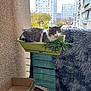 cat, plant, balcony, urban, apartment_building, greenery, box, cardboard, brush, cushion, fabric, outdoor, feline, resting, grey, white, striped, window, railing, daylight