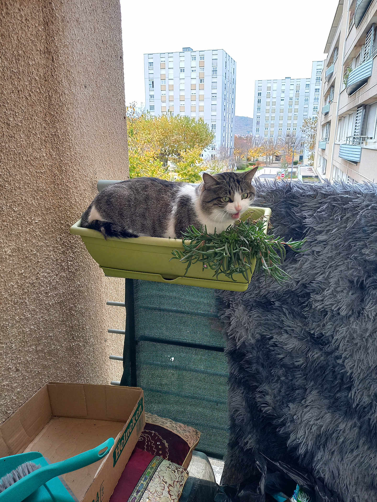 Elio a rejoint le concours — aidez-le/la à gagner de superbes lots ! cat, plant, balcony, urban, apartment_building, greenery, box, cardboard, brush, cushion, fabric, outdoor, feline, resting, grey, white, striped, window, railing, daylight