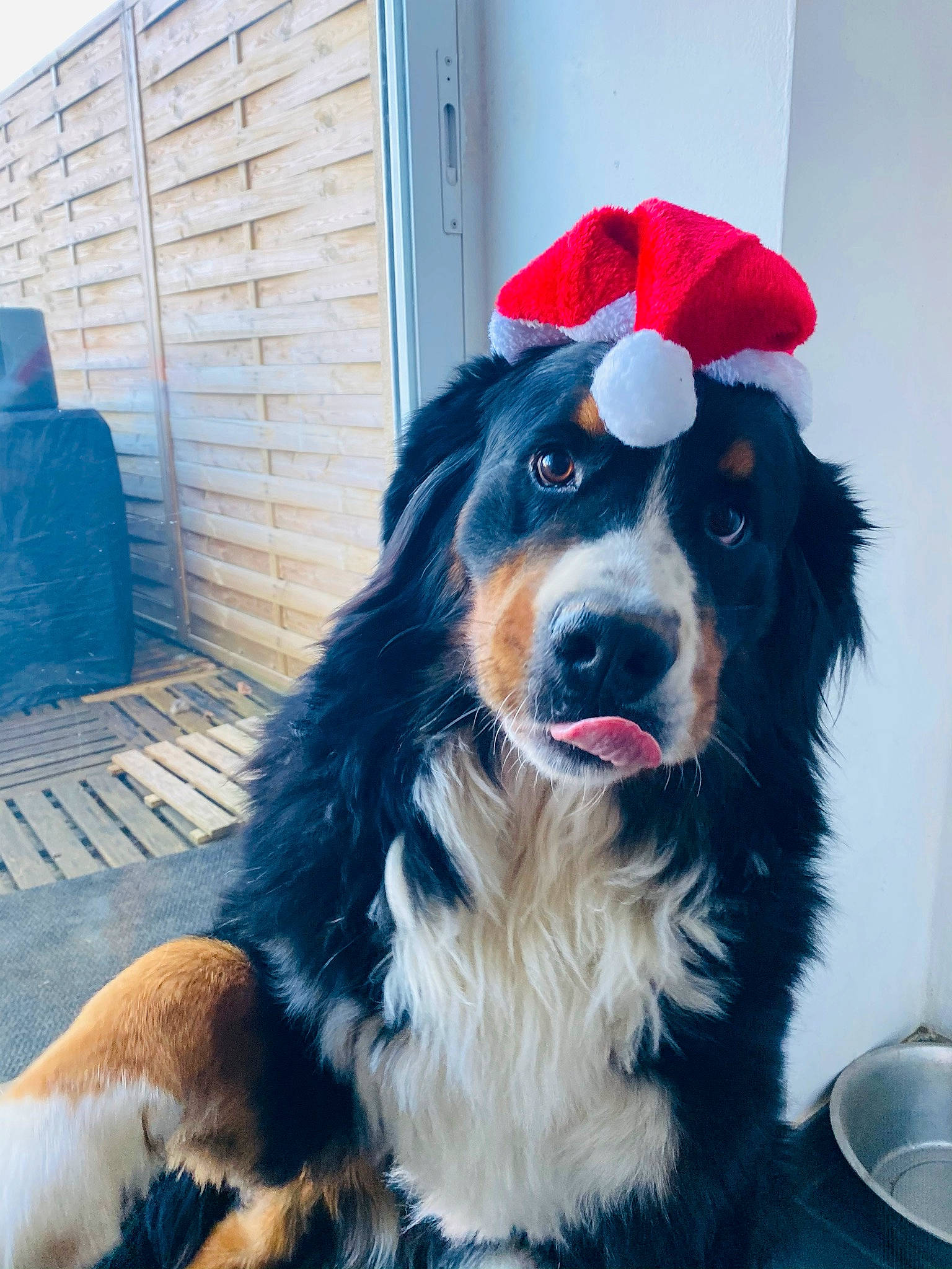 Mylo participe au concours pour gagner de l'argent avec cette photo : ball, bernese_mountain_dog, blue, canidae, carnivore, companion_dog, dog, dog_breed, door, electric_blue, fur, giant_dog_breed, guard_dog, herding_dog, snout, sporting_group, whiskers, working_animal, working_dog