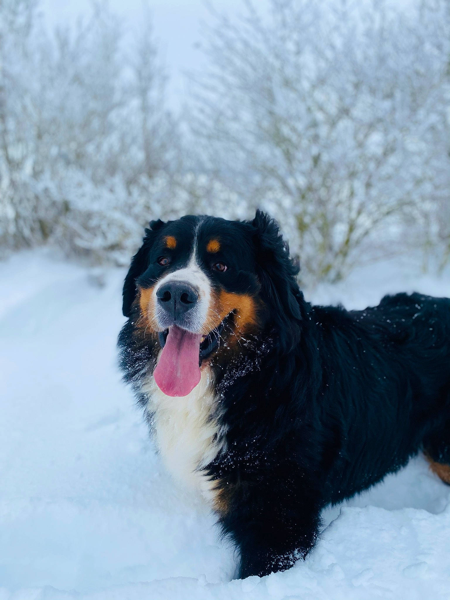 Mylo participe au concours pour gagner de l'argent avec cette photo : bernese_mountain_dog, canidae, carnivore, companion_dog, dog, dog_breed, freezing, fur, herding_dog, snout, snow, sporting_group, terrestrial_animal, tree, winter, working_dog