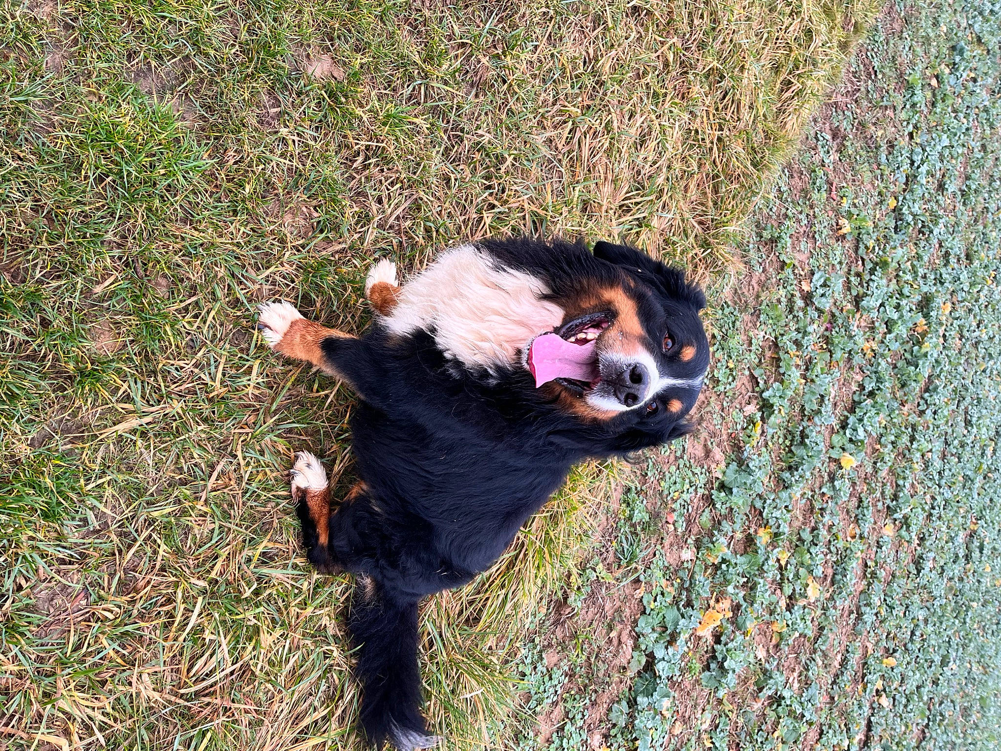 Mylo a rejoint le concours — aidez-le/la à gagner de superbes lots ! canidae, carnivore, companion_dog, dog, dog_breed, fur, grass, grassland, happy, herding_dog, non_sporting_group, paw, people_in_nature, plant, shadow, soil, sporting_group, tail, walking, working_dog