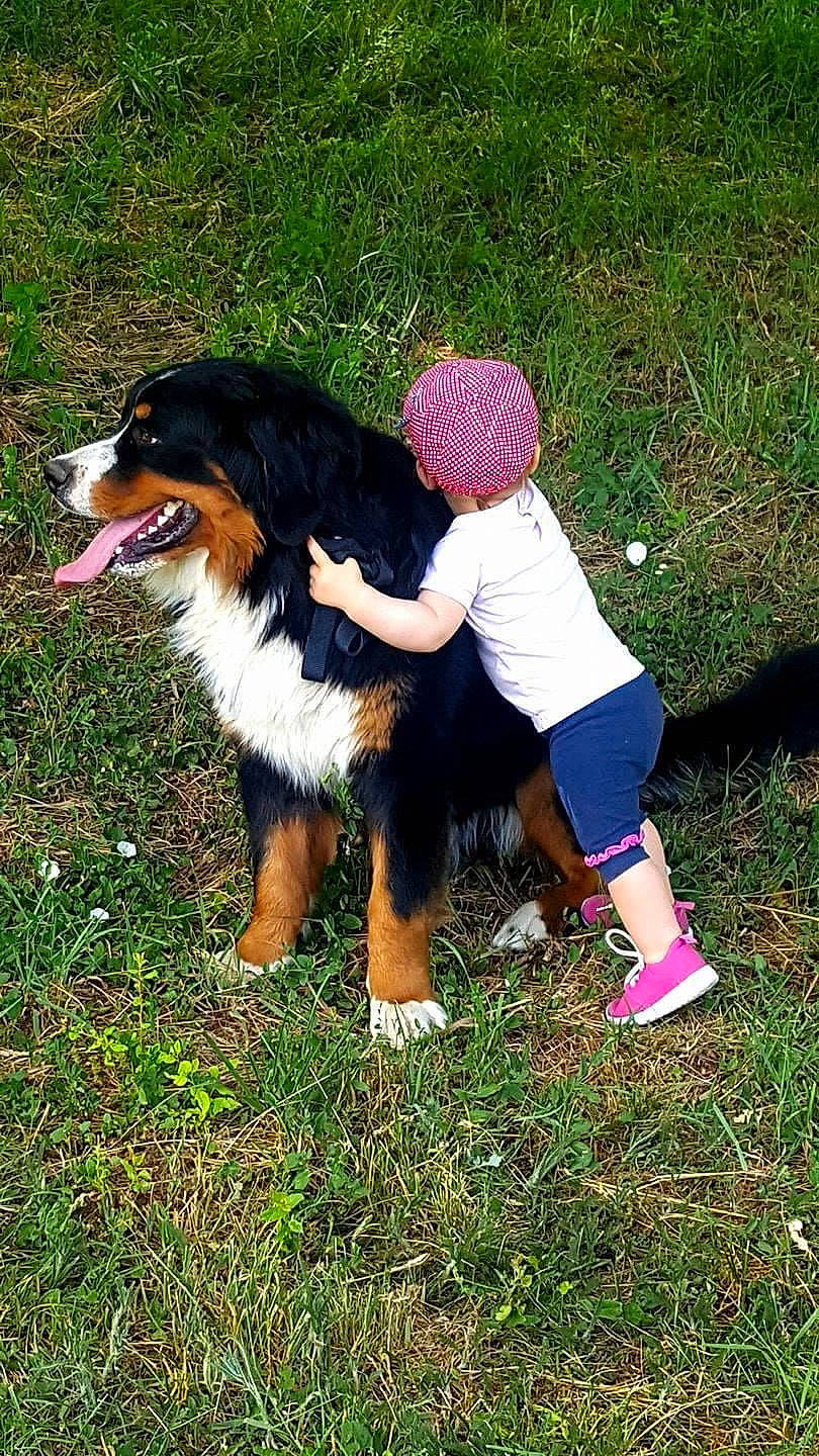 Mylo participe au concours pour gagner de l'argent avec cette photo : bernese_mountain_dog, canidae, carnivore, companion_dog, dog, dog_breed, fun, fur, grass, happy, hat, herding_dog, people_in_nature, plant, recreation, sporting_group, walking, working_animal, working_dog