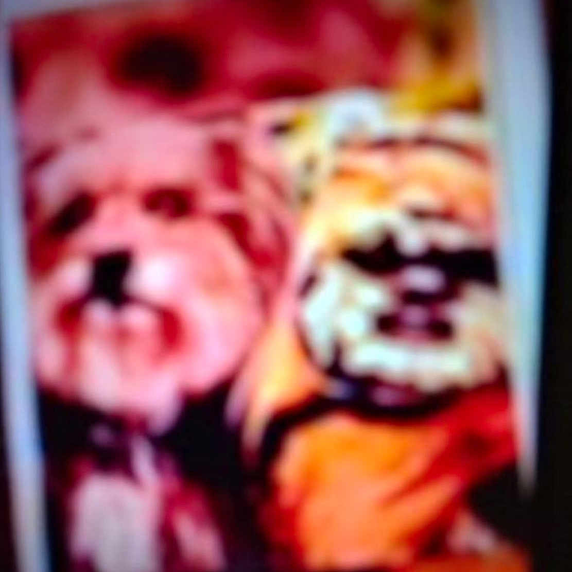 Lexi joined the competition — help win amazing prizes! blurry, pixelated, dog, animal, indoor, colorful, unfocused, closeup, portrait, two, face, fur, pet, canine, unknown, background, orange, red, black, white