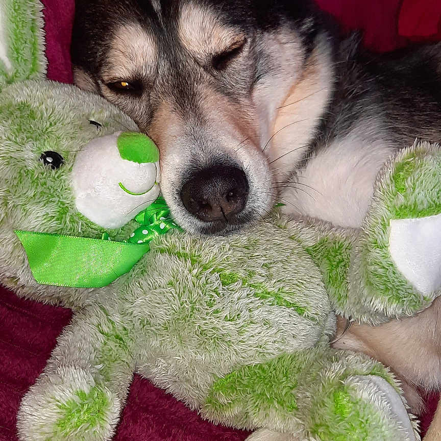 Osky a rejoint le concours — aidez-le/la à gagner de superbes lots ! animal, blanket, comfort, companion, cozy, cuddle, cute, dog, fur, home, indoor, paw, pet, plush, relaxation, resting, sleeping, snuggle, stuffed_toy, teddy_bear