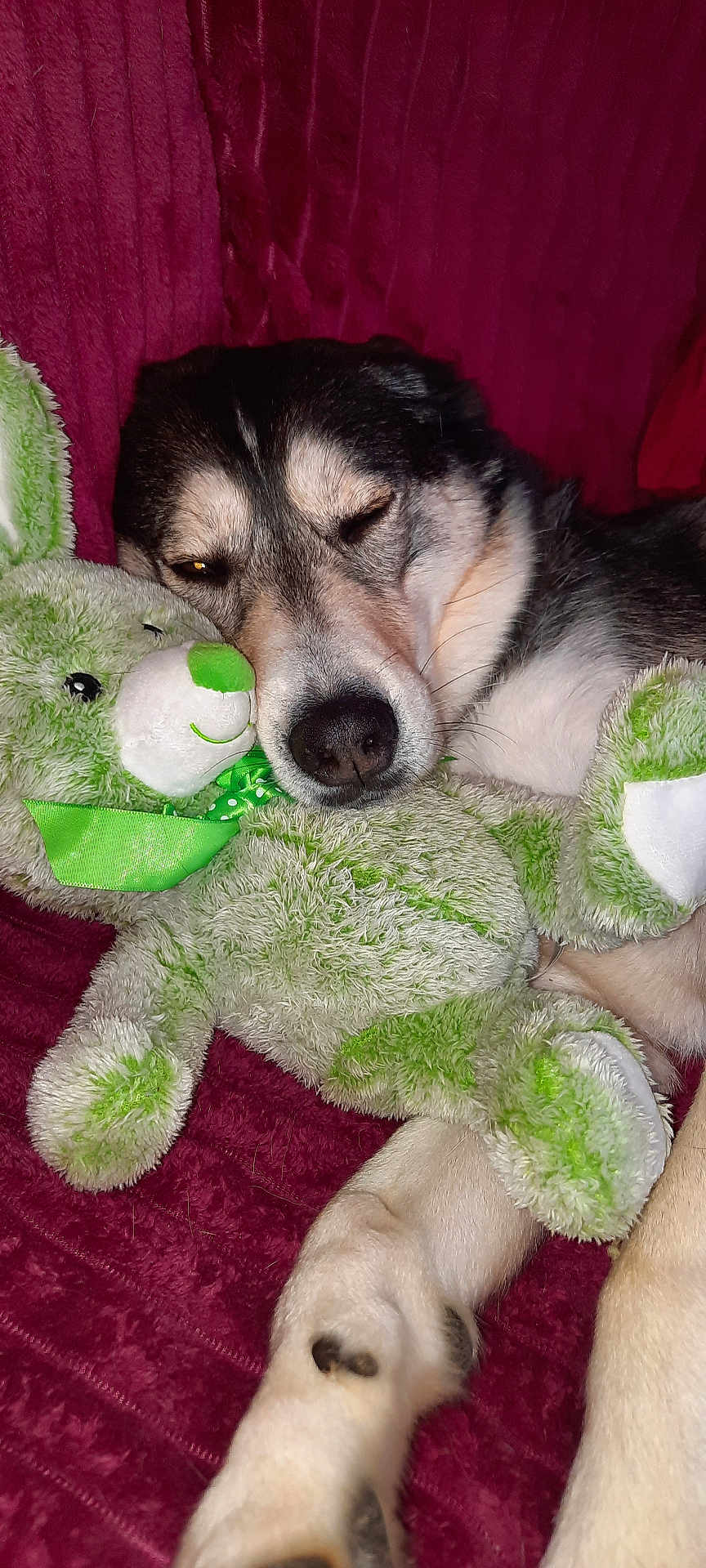 Osky a rejoint le concours — aidez-le/la à gagner de superbes lots ! dog, sleeping, stuffed_toy, teddy_bear, plush, cuddle, cozy, pet, fur, paw, indoor, blanket, resting, cute, animal, comfort, relaxation, snuggle, home, companion