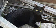 Zoomy Puggles joined the competition — help win amazing prizes! black_cat, cat, yellow_eyes, wood, planks, grass, outdoor, animal, pet, feline, resting, nature, rustic, sunlight, eyes, fur, wildlife, relaxing, closeup, texture