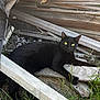 black_cat, cat, yellow_eyes, wood, planks, grass, outdoor, animal, pet, feline, resting, nature, rustic, sunlight, eyes, fur, wildlife, relaxing, closeup, texture