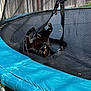 Zoomy Puggles is registered to the contest to win money with this photo: black_cat, cat, trampoline, netting, outdoor, playful, pet, animal, fence, grass, blue_padding, sunlight, paw, curious, backyard, mesh, leisure, fun, domestic_cat, resting