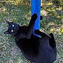 Zoomy Puggles is registered to the contest to win money with this photo: cat, black_cat, pet, animal, grass, outdoor, scratching_post, blue, playful, claws, fur, nature, sunlight, greenery, whiskers, alert, mammal, cute, domestic_animal, closeup