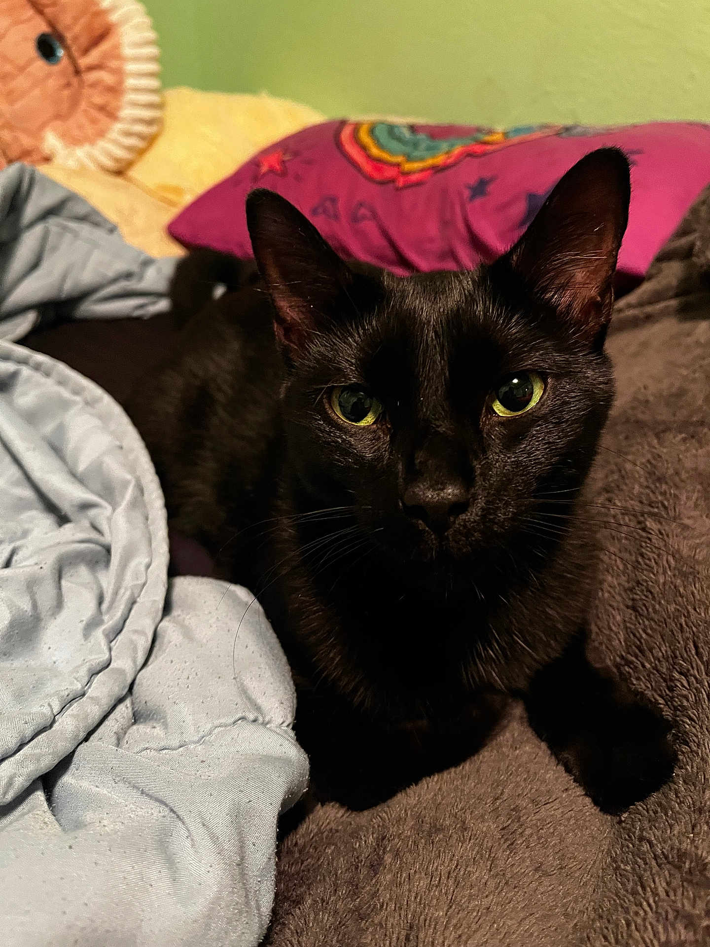 Zoomy Puggles is registered to the contest to win money with this photo: black_cat, cat, pet, animal, indoor, bed, blanket, pillow, cozy, feline, fur, whiskers, ears, green_eyes, resting, close_up, domestic_cat, comfortable, sleepy, cute